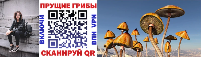 OMG рабочий сайт  Калининец  Галлюциногенные грибы прущие грибы 